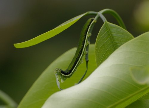 caterpillar  hungry  eating