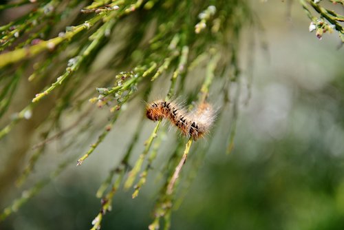 caterpillar  broom  animal