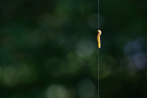 caterpillar  thread  depend