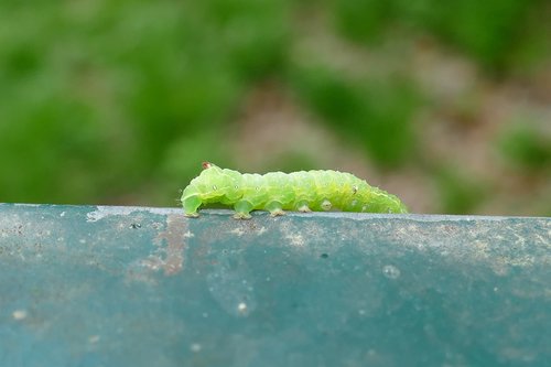 caterpillar  crawl  close up