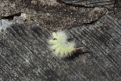 caterpillar nature stone