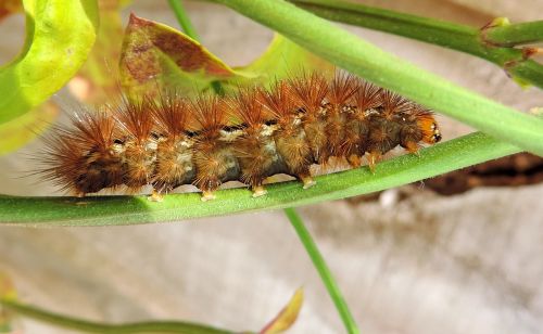 caterpillar insect nature