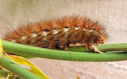 caterpillar insect nature