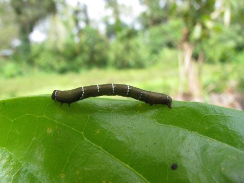 caterpillar larva nature