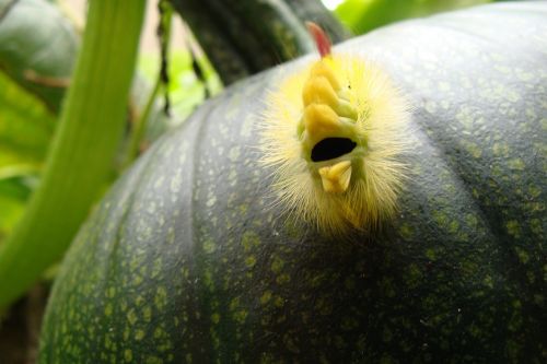 caterpillar pumpkin fruit