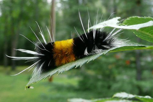 caterpillar colorful yellow