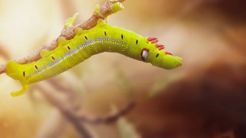 caterpillar close animal
