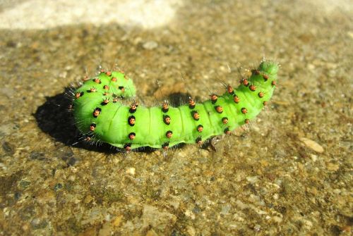 caterpillar green nature