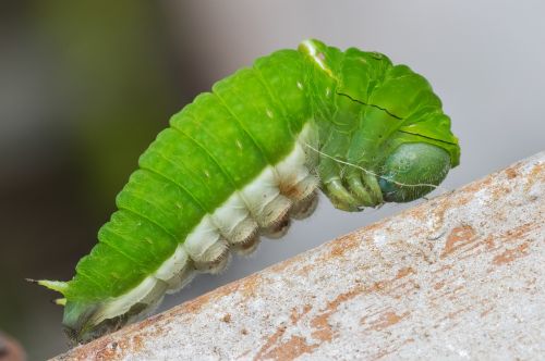 caterpillar nature wildlife