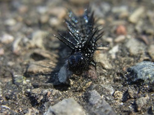 caterpillar butterfly animal