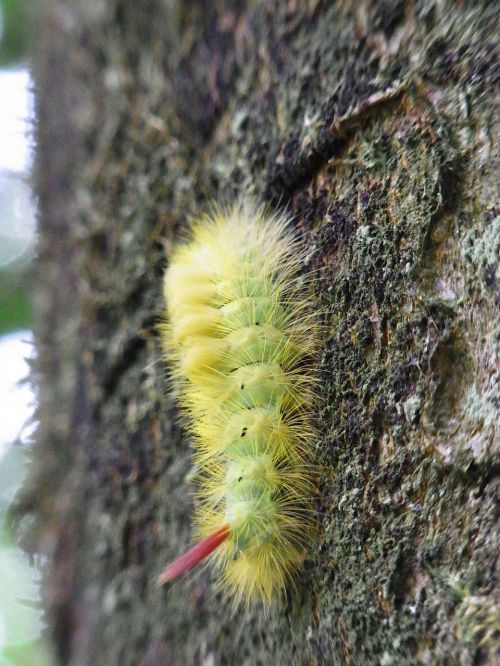 caterpillar book streckfußes calliteara pudibunda