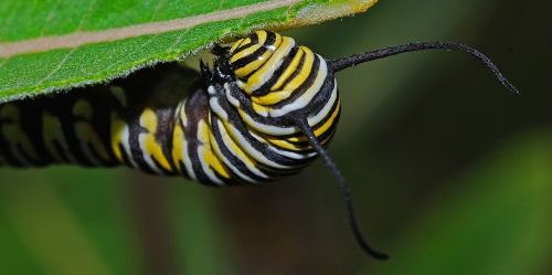 caterpillar monarch macro