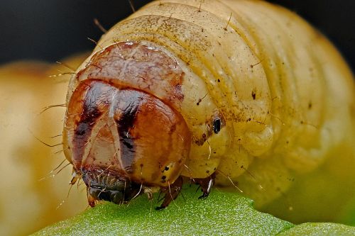 caterpillar macro metamorphosis
