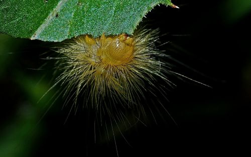 caterpillar macro entomology