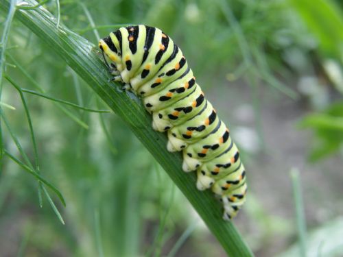 caterpillar dovetail nature