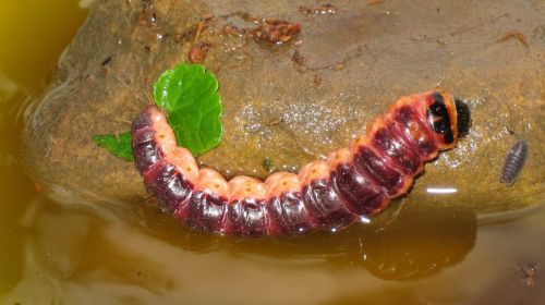 caterpillar insect porcellio scaber