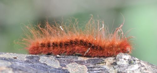 caterpillar animal insect