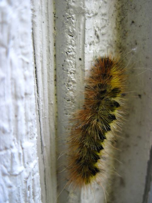 caterpillar climbing fuzzy