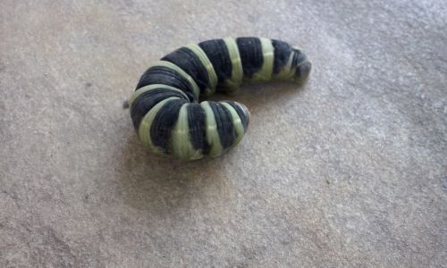 caterpillar insect larva