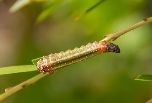 caterpillar insect legs
