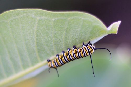 caterpillar butterfly monarch