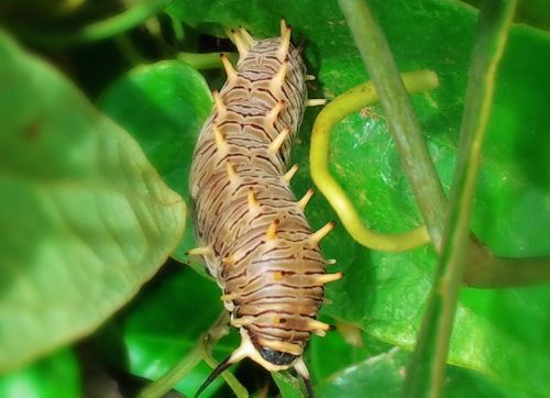 caterpillar prague macro