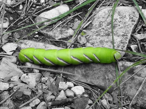 caterpillar butterfly nature