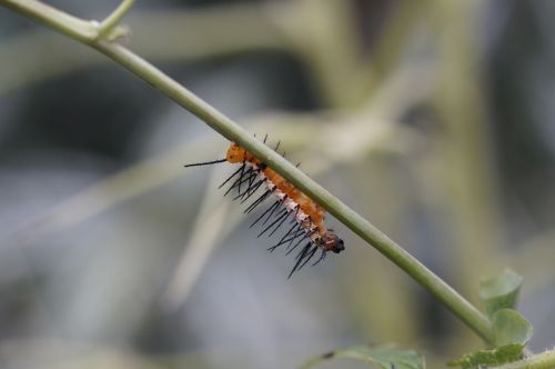 caterpillar butterfly caterpillar hairy