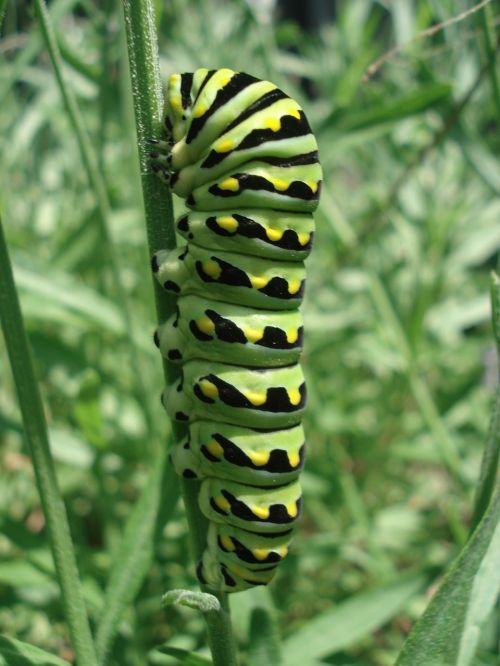 caterpillar swallowtail insect