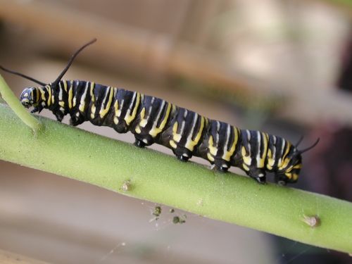 caterpillar monarch insect