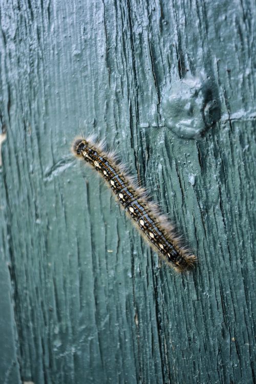 caterpillar butterfly insect