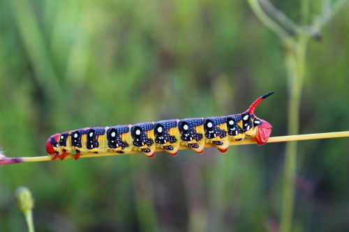 caterpillar blade of grass insect