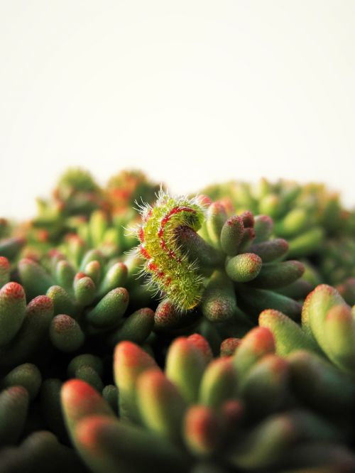 caterpillar sedum green