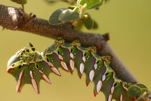 caterpillar close-up larva