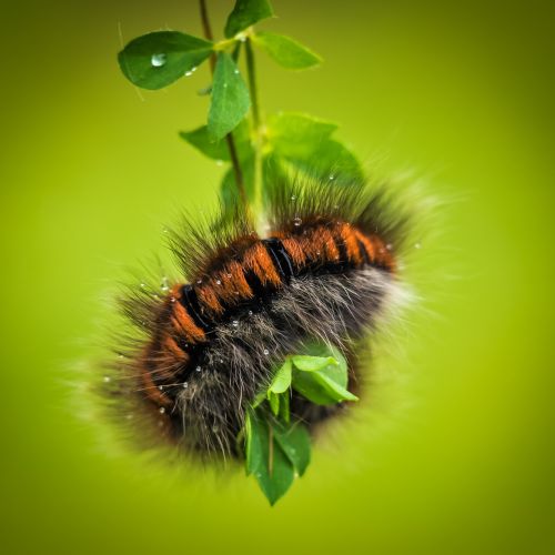 caterpillar larva animal