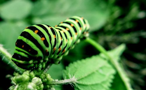 caterpillar bug nature