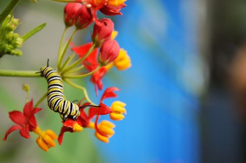 Caterpillar Portrait