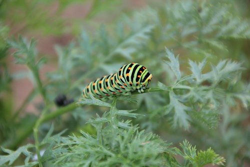 caterpillar swallowtail  caterpillar  insect