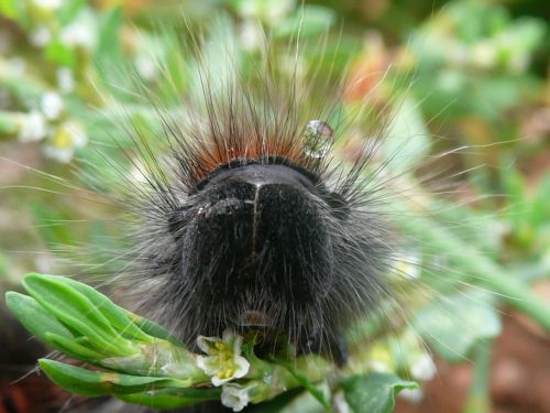 Caterpillar