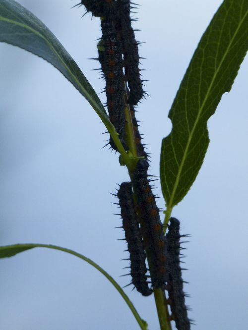 caterpillars leaves insects