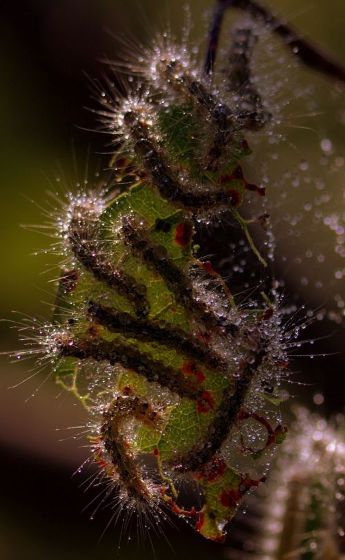 caterpillars leaf colony