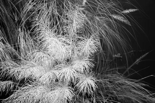 catkin  environment  nature