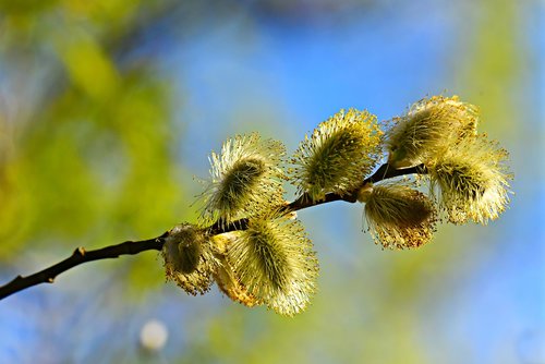 catkin  flower  pollen