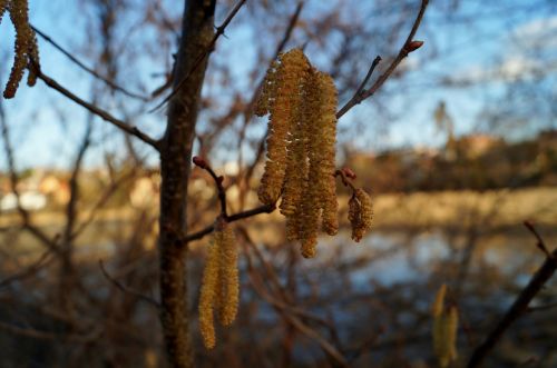 catkin spring hazel