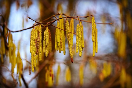 catkins  flower  twig