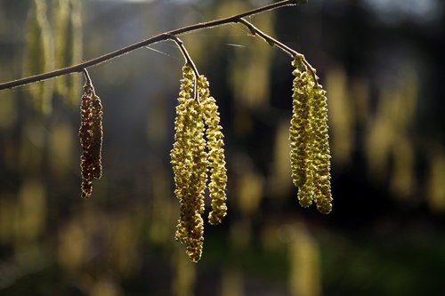 catkins  nature  tree