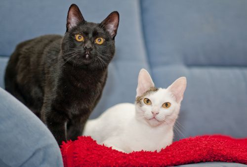cats black white black