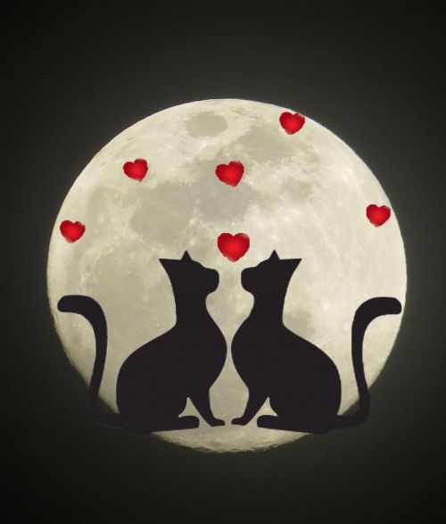 cats moon silhouette