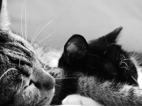 cats black and white sleep