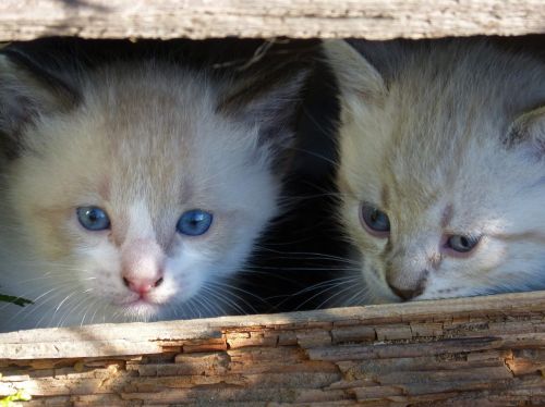 cats kittens escondido